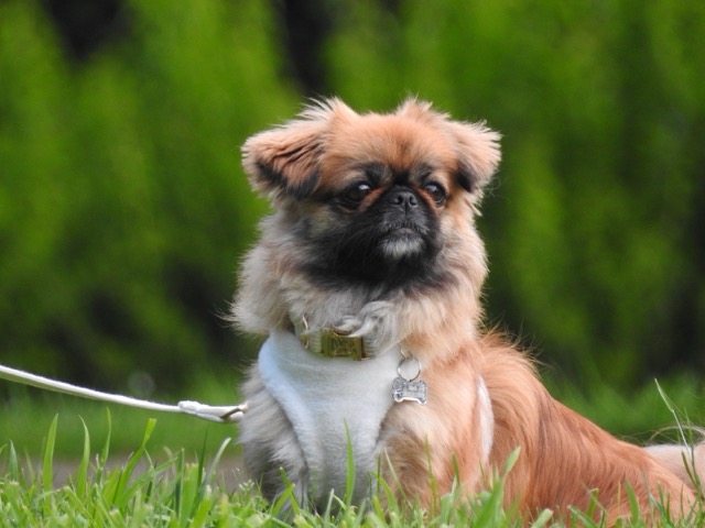 Pawsitively Lochem